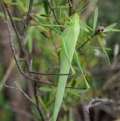 Polichne sp. (genus) at Paddys River, ACT - 11 Jan 2018 08:49 AM