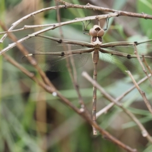 Telephlebia brevicauda at Paddys River, ACT - 11 Jan 2018