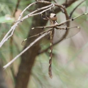 Telephlebia brevicauda at Paddys River, ACT - 11 Jan 2018 01:52 PM