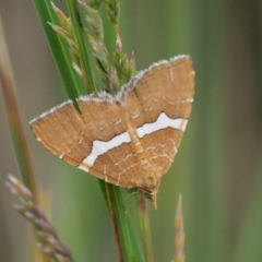 Chrysolarentia leucozona (White-zoned Carpet) at Paddys River, ACT - 11 Jan 2018 by KenT