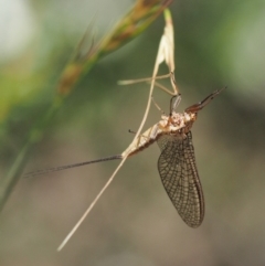 Ephemeroptera (order) (Unidentified Mayfly) at Gibraltar Pines - 10 Jan 2018 by KenT