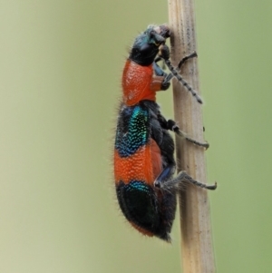 Dicranolaius bellulus at Paddys River, ACT - 11 Jan 2018