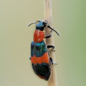 Dicranolaius bellulus at Paddys River, ACT - 11 Jan 2018