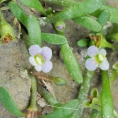 Glossostigma diandrum (Spoon-leaf Mud-mat) at Paddys River, ACT - 11 Jan 2018 by KenT