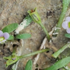 Glossostigma diandrum at Paddys River, ACT - 11 Jan 2018