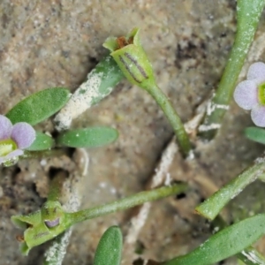 Glossostigma diandrum at Paddys River, ACT - 11 Jan 2018