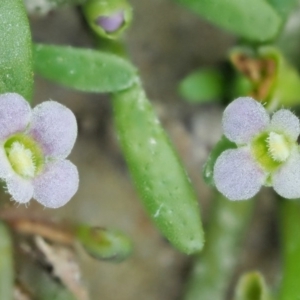 Glossostigma diandrum at Paddys River, ACT - 11 Jan 2018 08:52 AM