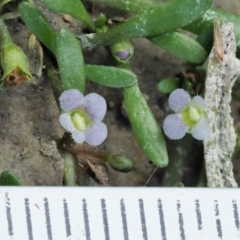 Glossostigma diandrum at Paddys River, ACT - 11 Jan 2018