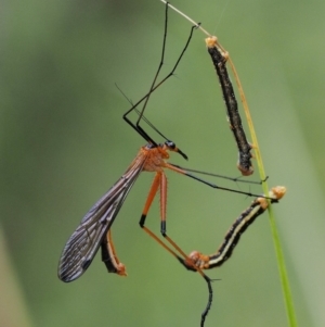 Harpobittacus australis at Paddys River, ACT - 11 Jan 2018