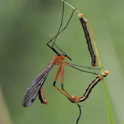 Harpobittacus australis (Hangingfly) at Namadgi National Park - 11 Jan 2018 by KenT