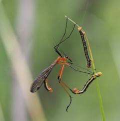 Harpobittacus australis at Paddys River, ACT - 11 Jan 2018