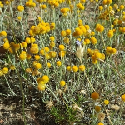 Chrysocephalum apiculatum (Common Everlasting) at Isaacs, ACT - 13 Jan 2018 by Mike