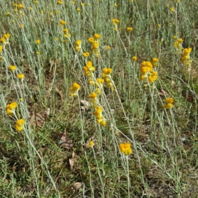 Chrysocephalum apiculatum (Common Everlasting) at Isaacs Ridge and Nearby - 13 Jan 2018 by Mike