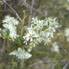 Bursaria spinosa subsp. lasiophylla (Australian Blackthorn) at Isaacs, ACT - 13 Jan 2018 by Mike