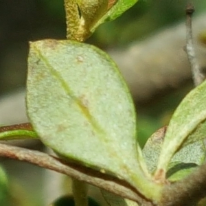 Bursaria spinosa subsp. lasiophylla at Isaacs, ACT - 13 Jan 2018