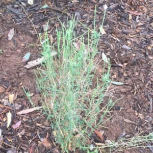 Epilobium billardiereanum subsp. cinereum at Garran, ACT - 20 Jan 2018