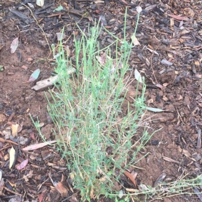 Epilobium billardiereanum subsp. cinereum (Hairy Willow Herb) at Garran, ACT - 19 Jan 2018 by ruthkerruish