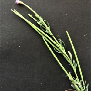 Epilobium billardiereanum subsp. cinereum at Garran, ACT - 20 Jan 2018