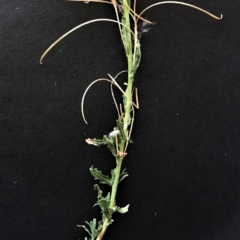 Epilobium billardiereanum subsp. cinereum at Garran, ACT - 20 Jan 2018