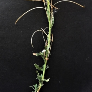 Epilobium billardiereanum subsp. cinereum at Garran, ACT - 20 Jan 2018 08:38 AM