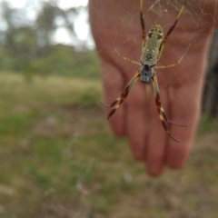 Trichonephila edulis (Golden orb weaver) at Hume, ACT - 13 Jan 2018 by nathkay