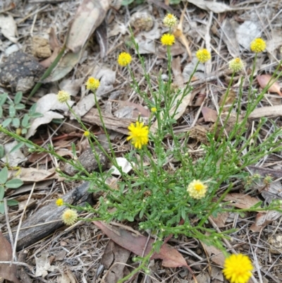 Calotis lappulacea (Yellow Burr Daisy) at Hume, ACT - 12 Jan 2018 by nath_kay