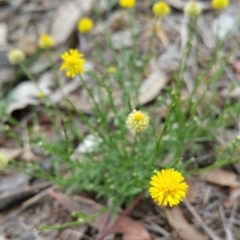 Calotis lappulacea at Hume, ACT - 13 Jan 2018