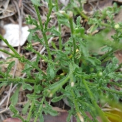 Calotis lappulacea at Hume, ACT - 13 Jan 2018