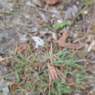 Themeda triandra (Kangaroo Grass) at Jerrabomberra Grassland - 12 Jan 2018 by nath_kay