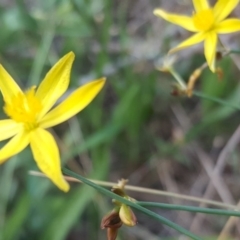 Tricoryne elatior (Yellow Rush Lily) at Isaacs Ridge and Nearby - 13 Jan 2018 by Mike