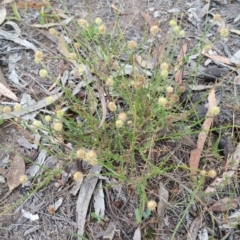 Calotis lappulacea (Yellow Burr Daisy) at Hume, ACT - 12 Jan 2018 by nath_kay