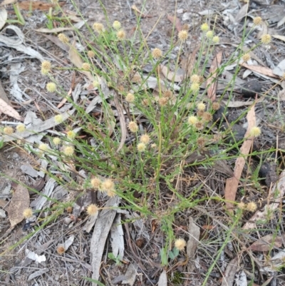 Calotis lappulacea (Yellow Burr Daisy) at Hume, ACT - 13 Jan 2018 by nathkay