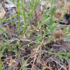 Calotis lappulacea at Hume, ACT - 13 Jan 2018