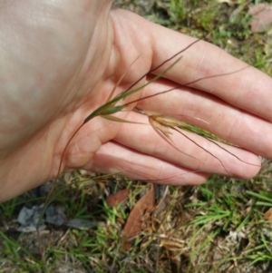 Themeda triandra at Hume, ACT - 13 Jan 2018 10:17 AM