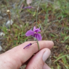 Arthropodium fimbriatum (Nodding Chocolate Lily) at Hume, ACT - 12 Jan 2018 by nath_kay