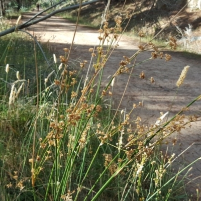 Juncus sp. (A Rush) at Isaacs Ridge and Nearby - 13 Jan 2018 by Mike