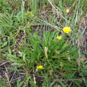 Leontodon saxatilis at Isaacs Ridge - 12 Feb 2018