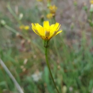 Leontodon saxatilis at Isaacs Ridge - 12 Feb 2018