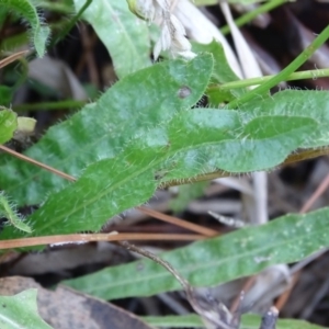 Leontodon saxatilis at Isaacs Ridge - 12 Feb 2018 09:59 AM