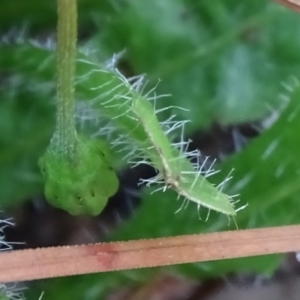 Leontodon saxatilis at Isaacs Ridge - 12 Feb 2018