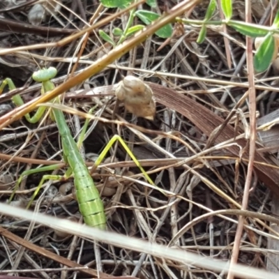 Pseudomantis albofimbriata (False garden mantis) at Isaacs Ridge and Nearby - 13 Jan 2018 by Mike