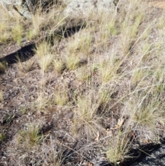 Austrostipa scabra subsp. falcata at Griffith, ACT - 13 Jan 2018