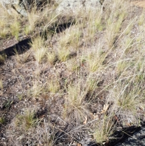 Austrostipa scabra subsp. falcata at Griffith, ACT - 13 Jan 2018