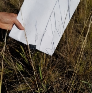 Austrostipa scabra subsp. falcata at Griffith, ACT - 13 Jan 2018