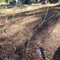 Lepidium africanum (Common Peppercress) at Griffith, ACT - 13 Jan 2018 by ianandlibby1