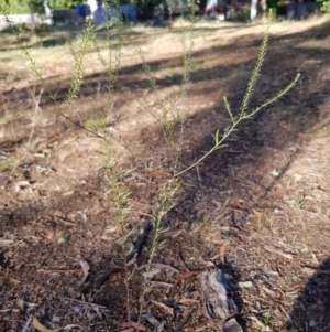 Lepidium africanum at Griffith, ACT - 13 Jan 2018