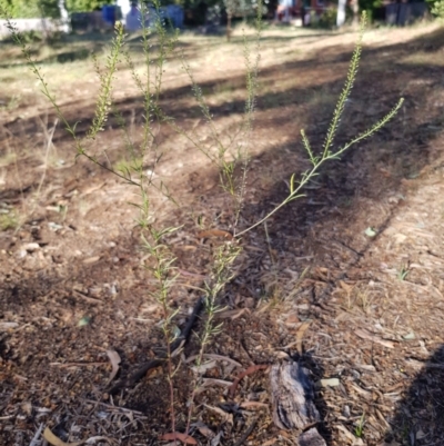 Lepidium africanum (Common Peppercress) at Griffith, ACT - 13 Jan 2018 by ianandlibby1