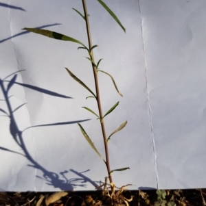 Lepidium africanum at Griffith, ACT - 13 Jan 2018 06:22 PM