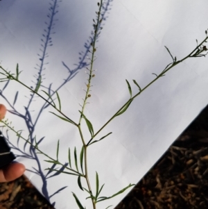 Lepidium africanum at Griffith, ACT - 13 Jan 2018