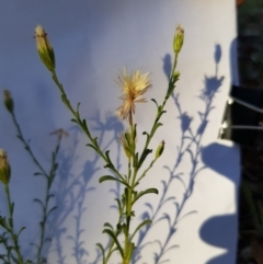 Vittadinia cuneata var. cuneata (Fuzzy New Holland Daisy) at Griffith, ACT - 13 Jan 2018 by ianandlibby1